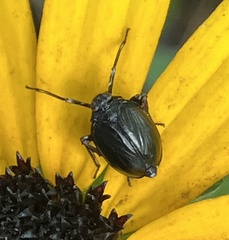 Phylloscelis atra