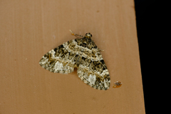 Dysstroma hersiliata