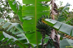 Musa × paradisiaca