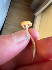 Cudonia circinans