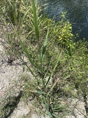 Panicum amarum