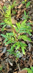 Sceptridium dissectum
