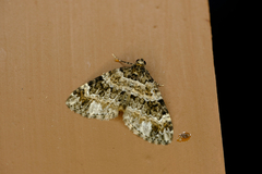 Dysstroma hersiliata