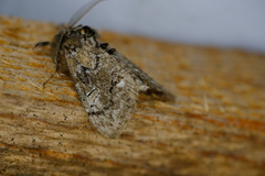 Pococera asperatella