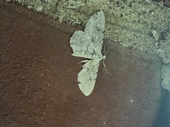 Anavitrinella pampinaria