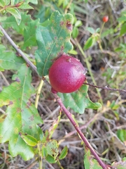 Andricus quercustozae