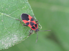 Tropidothorax leucopterus