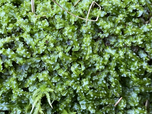 Pallavicinia