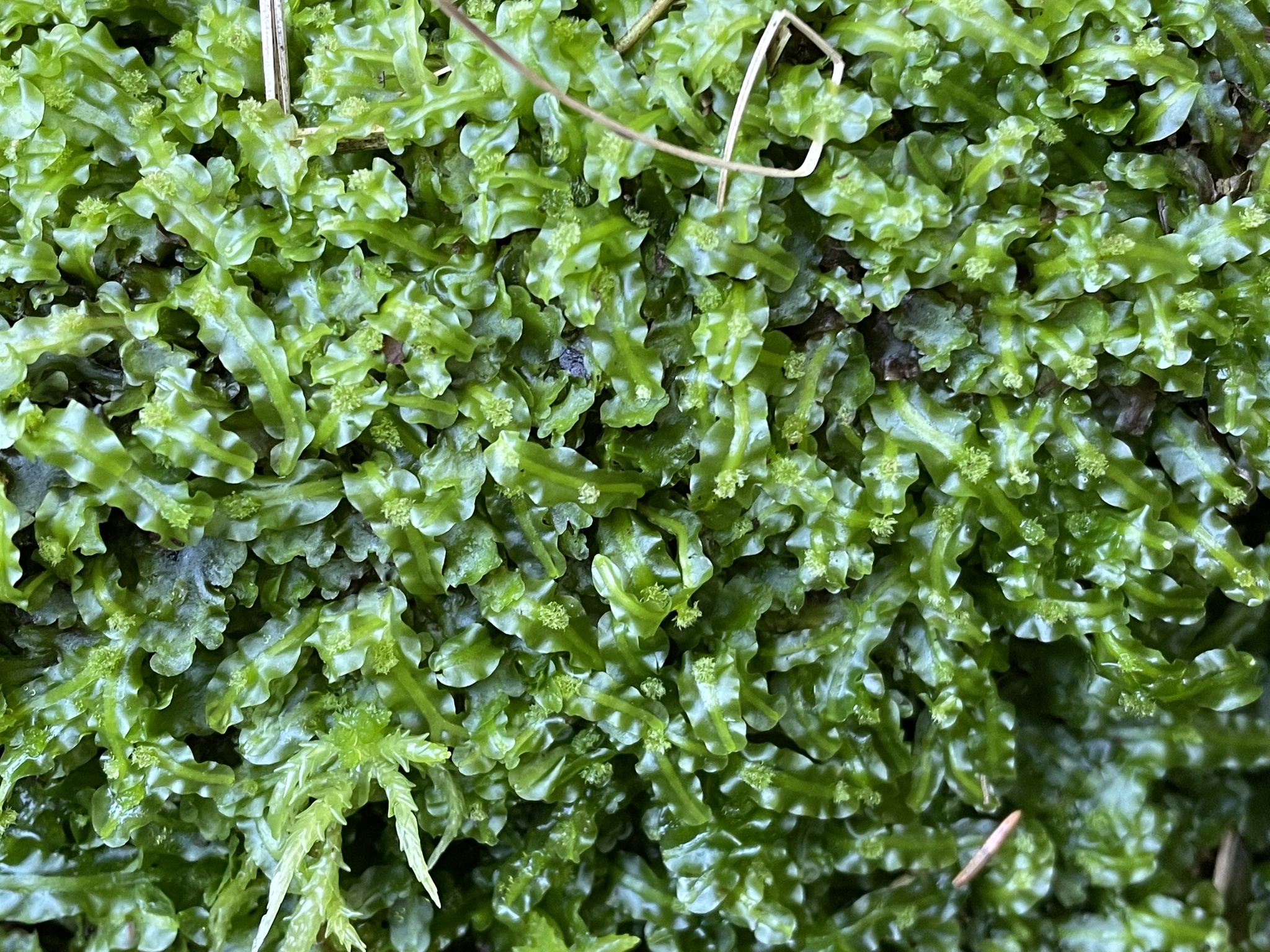 Pallavicinia