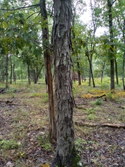 Carya carolinae-septentrionalis