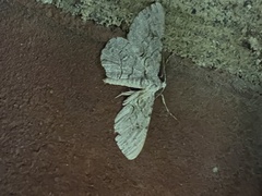 Anavitrinella pampinaria