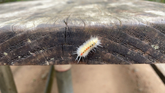 Erebidae