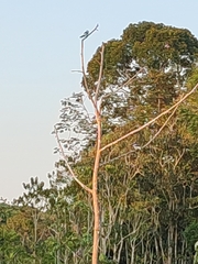 Tachycineta albiventer