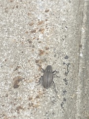 Naupactus leucoloma
