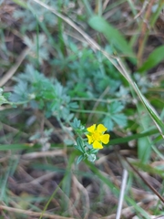 Potentilla argentea
