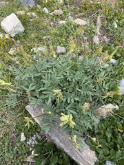 Hedysarum sulphurescens