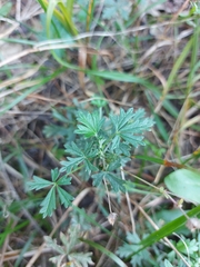 Potentilla argentea