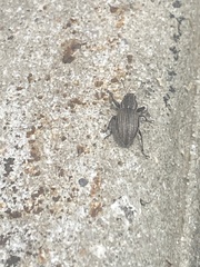 Naupactus leucoloma