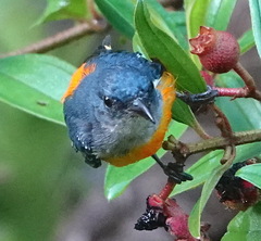 Dicaeum trigonostigma