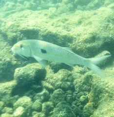 Mulloidichthys flavolineatus