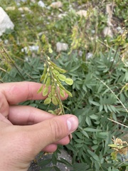 Hedysarum sulphurescens