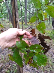 Carya carolinae-septentrionalis