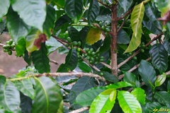 Coffea arabica
