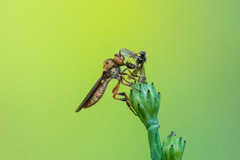 Holcocephala