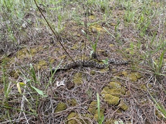 Heterodon platirhinos