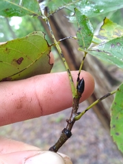 Carya carolinae-septentrionalis