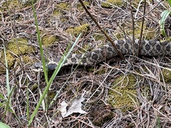 Heterodon platirhinos