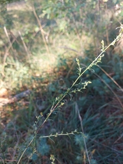 Artemisia campestris