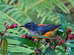 Dicaeum trigonostigma