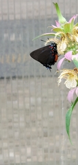 Atlides halesus
