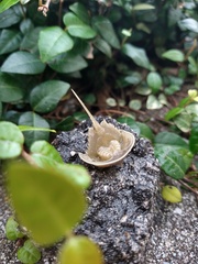 Limulus polyphemus