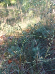 Artemisia campestris