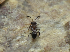 Encyrtus