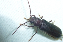 Arhopalus rusticus