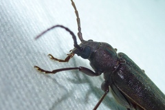 Arhopalus rusticus