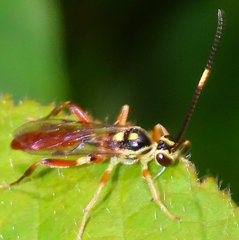 Cratichneumon