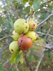 Andricus quercustozae