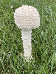 Saproamanita