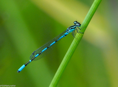 Coenagrion johanssoni