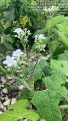 Pseudovates chlorophaea