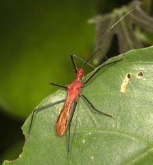 Ricolla quadrispinosa