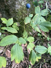 Caulophyllum thalictroides