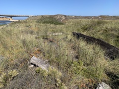 Astragalus pycnostachyus pycnostachyus