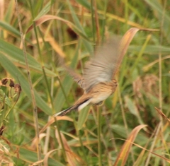 Emberiza schoeniclus