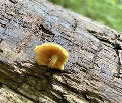 Pholiota granulosa