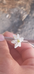 Drimia numidica